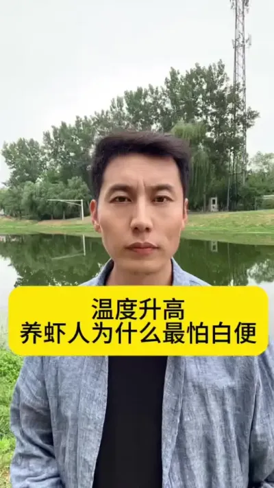 温度升高养虾人为什么最怕白便#南美白对虾 #小棚养虾 #养虾人 #土塘养虾 #创作灵感
