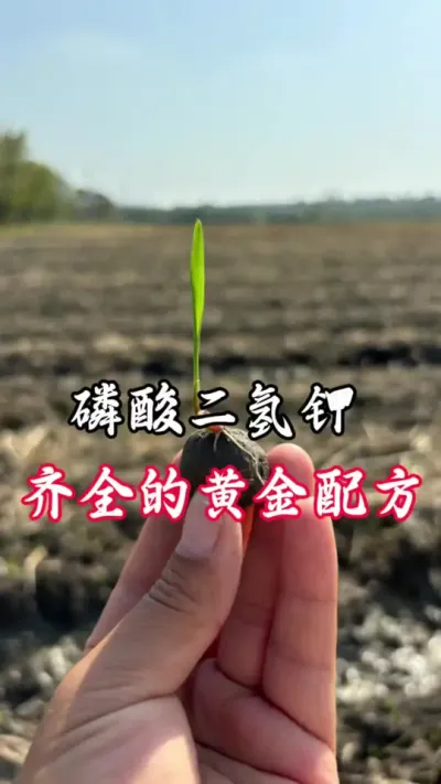 磷酸二氢钾溶解不用等，飞防不会堵，省心省钱#分享农业知识帮农民增产增收 #叶面肥磷酸二氢钾