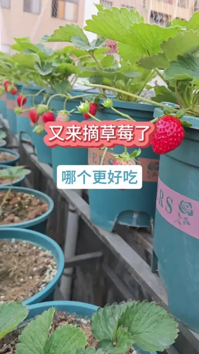 摘草莓了，草莓种下多少天可以摘，草莓的种植方法，草莓的养护过程#草莓 #草莓苗 #草莓养护方法 #盆栽草莓 #草莓种植
