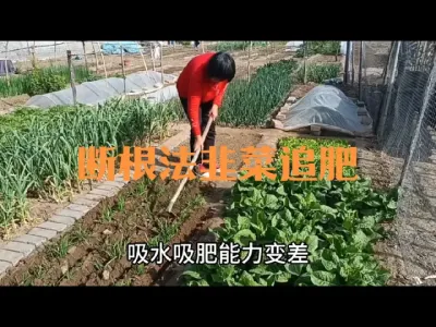 用&ldquo;断根法&rdquo;为韭菜追肥#韭菜