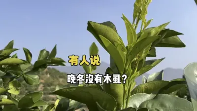 有人说晚冬的时候没有柑橘木虱？ #三农 #农业 #柑橘种植 #木虱 #柑橘木虱 