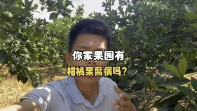 你家柑橘果园现在发生果腐病了吗？ #三农 #柑橘种植 #果园管理 #果腐病 #农业 