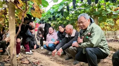 广西桂林的一年二收葡萄现场观摩会上，天工墨玉品种优势突出。