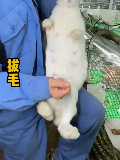 #养兔技术 #自繁自养 #我的养殖生活 #农村创业养殖 #养兔人
