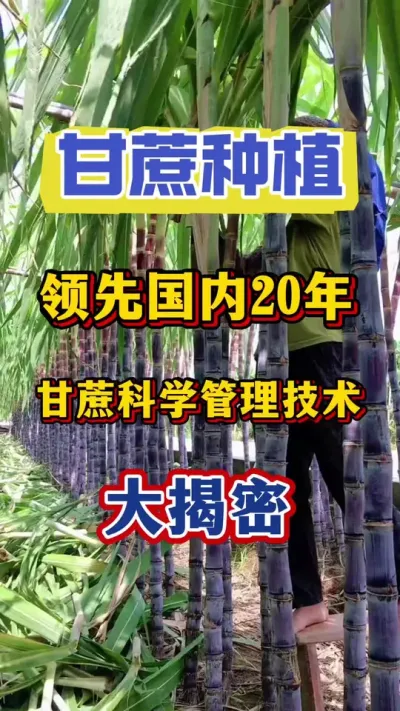 领先国内20年的甘蔗提产技术大揭密#甘蔗种植#甘蔗施肥#甘蔗