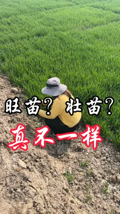 真假壮苗，一眼就能看出来#分享农业知识帮农民增产增收