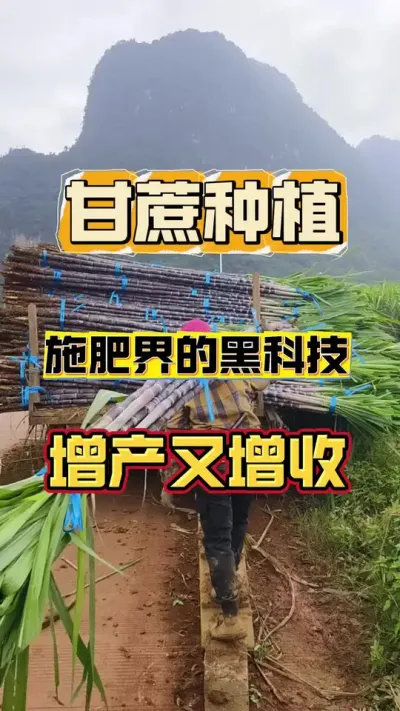 这个增产增收的配方，北成为甘蔗界的黑科技，用上它亩产十吨不是梦#甘蔗种植 #甘蔗施肥方法 #种植小技巧
