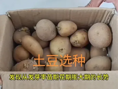 小菜园种植土豆(马铃薯)选择原种好还是自留种好#土豆选种
