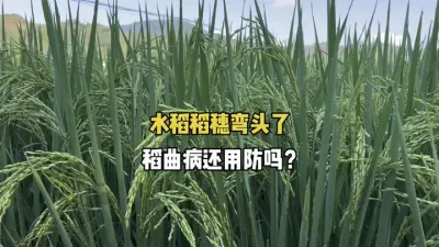 水稻稻穗弯头了，稻曲病还用防吗？ #农业种植 #三农 #水稻 #稻曲病 #稻瘟病 