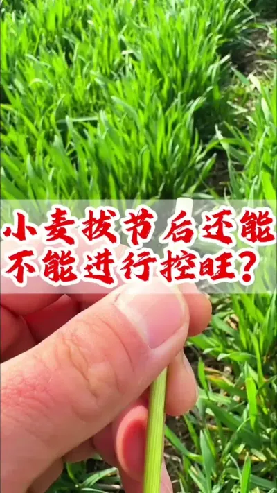 小麦拔节后千万不要再去控旺了，以免造成后期倒伏，减产。#小麦 #抖音助农 #分享农业知识帮农民增产增收 #传播农业小知识 #小麦高产技术