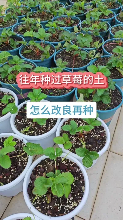 旧土怎么种草莓，草莓的种植方法，新手种草莓的过程#草莓苗 #种草莓 #盆栽草莓 #草莓种植 #草莓