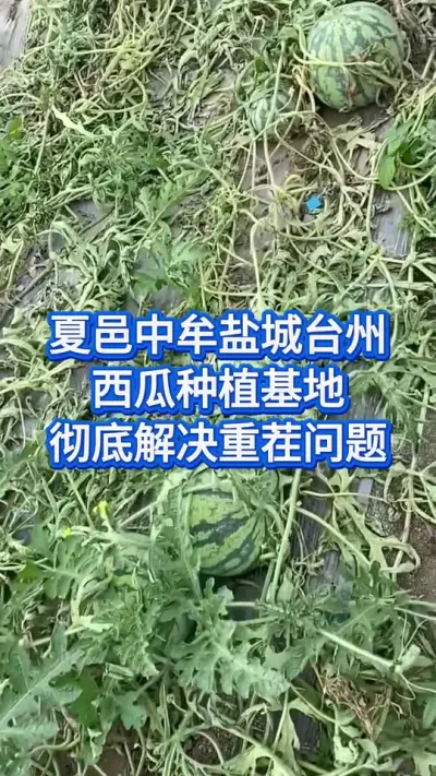 夏邑台州中牟盐城西瓜种植大户解决重茬问题 #创作者中心 #创作灵感 #西瓜管理 #大棚西瓜种植技术 #重茬