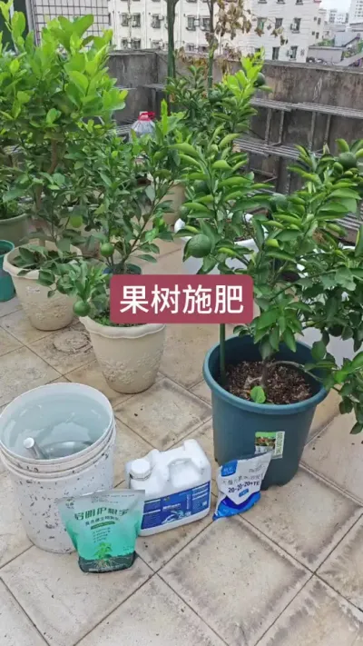 楼顶果树怎么施肥，楼顶果园，盆栽果树施肥#家庭种植 #果树盆栽 #盆栽种植 #楼顶果园 #盆栽果树苗