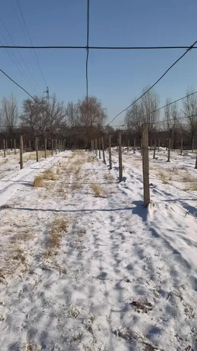 大雪覆盖下的国家葡萄产业技术体系哈尔滨综合试验站核心示范园。