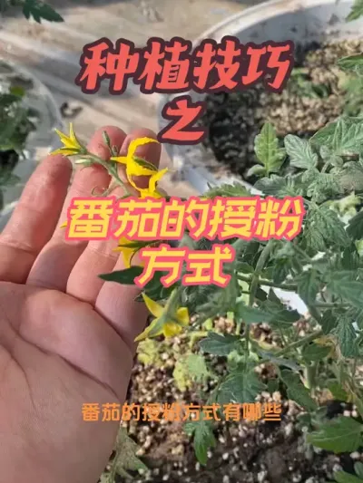 番茄的授粉方式 番茄该如何正确授粉，授粉方式有哪些这期视频有点长，但是看完会对你种植番茄有一定的帮助#关注我一起学种菜 #记录我的种植生活 #番茄种植 #番茄授粉 #阳台小院均可种植