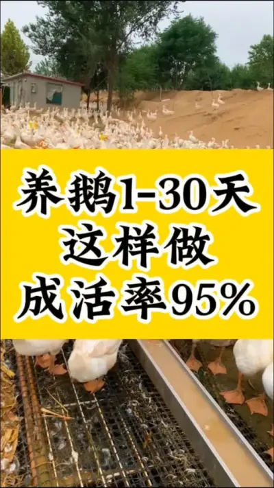 #养鹅技术分享#养鹅流程#科学养鹅