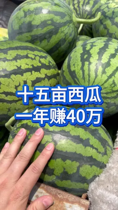 安徽一种瓜户，15亩西瓜一年赚40多个 #创作者中心 #创作灵感 #西瓜管理 #大棚西瓜种植技术 #种西瓜