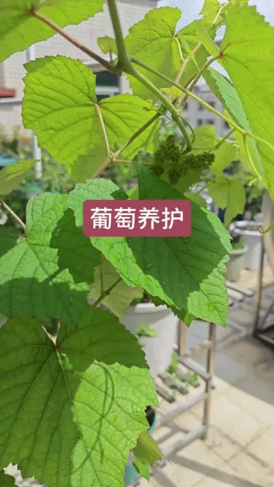 葡萄的养护过程，新手种葡萄怎么养护，葡萄的种植方法#葡萄种植 #葡萄种植技术 #盆栽葡萄 #葡萄养护 #葡萄施肥