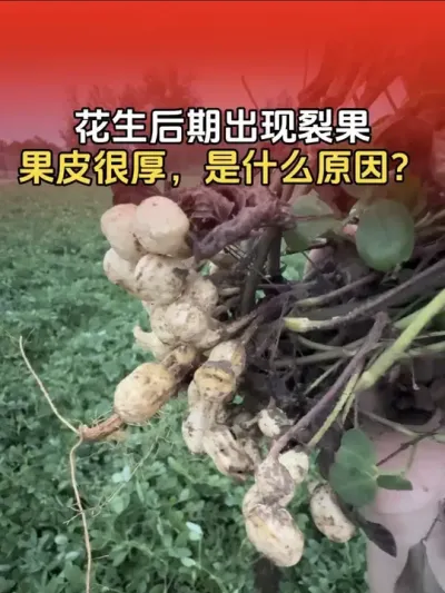 花生后期出现裂果，果皮很厚什么原因导致的？#花生高产 #花生高产种植 #花生种植 #花生种植管理技术 #分享农业知识帮农民增产增收