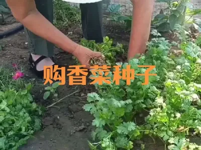 九月份种香菜正适宜#香菜