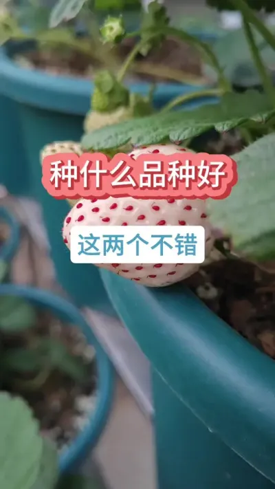 草莓种什么品种好， 什么品种的草莓好吃，建德白露，盐莓1号 #建德白露草莓苗 #盐莓一号 #盆栽草莓 #草莓种植 #种草莓