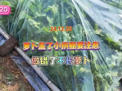 冬季给萝卜搭小拱棚不是就没事了，不注意这个小动作就白忙活了 #一份耕耘一份收获 #抖音助农 #纯天然绿色蔬菜 #种植小技巧 #三农 