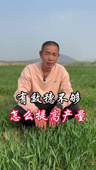 有效穗不够，做好这两点#分享农业知识帮农民增产增收