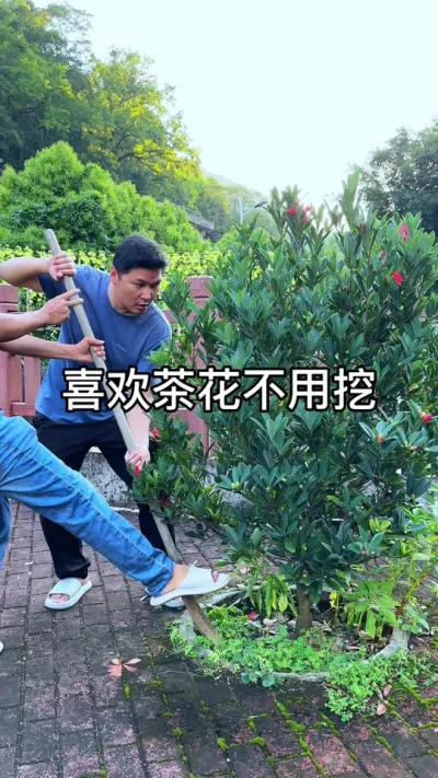 喜欢茶花不用挖#花卉绿植 #种植小技巧 #养花