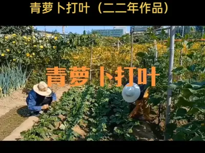 青萝卜如何打叶（二二年作品）