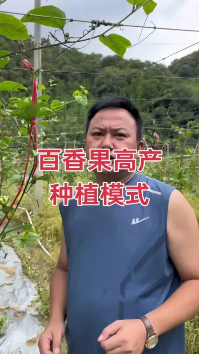 百香果高产种植模式#百香果种植 #百香果种植技术 #黄金百香果种植技术 #百香果 #浩伟方