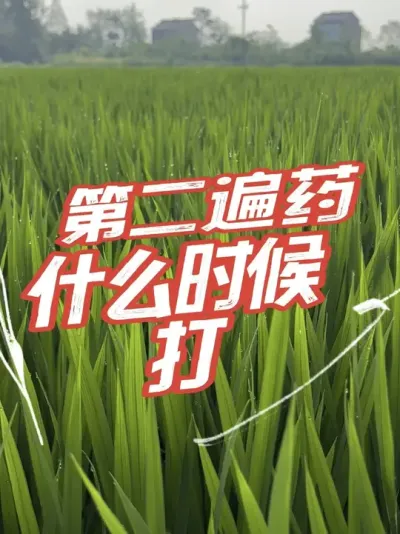 水稻第一遍药打完，什么时候能打第二遍#分享农业知识帮农民增产增收 #老百姓关心的话题