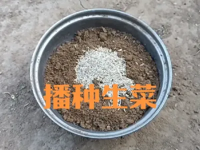 春季如何播种生菜#生菜