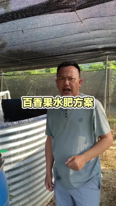 百香果水肥方案回访#百香果种植 #百香果种植技术 #黄金百香果种植技术 #黄金百香果 #浩伟方