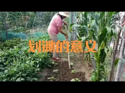 划锄的意义#雨后划锄