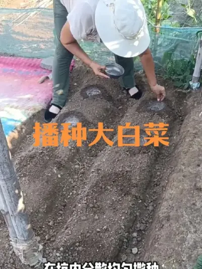 播种大白菜注意事项#大白菜