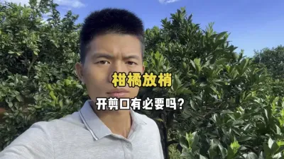 柑橘放梢时开剪口和不开剪口的区别 #农业种植 #三农 #柑橘种植 #果园管理 #放梢 
