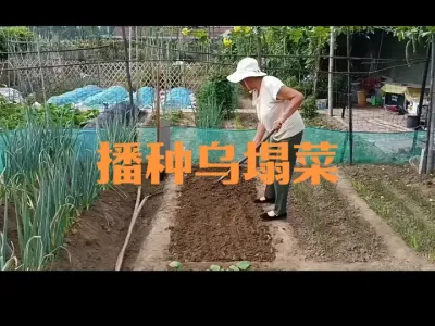 乌塌菜种植管理技术（二四年）