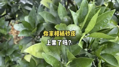 你家脐橙幼果上沙皮病了吗？ #柑橘种植 #砂皮病 #三农 #农业 