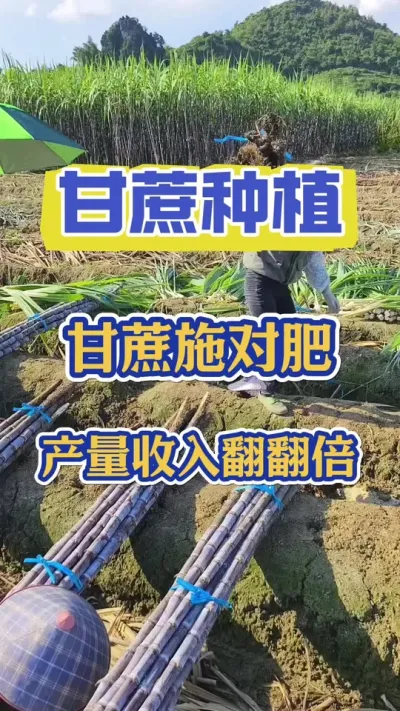 甘心亩产十吨以上的秘密竟然藏在这四次施肥里面#甘蔗 #甘蔗种植 #甘蔗施肥方法