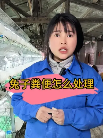 #养兔人   #兔子   #肉兔   #养兔技术经验分享   #养兔三分靠管理七分靠技术