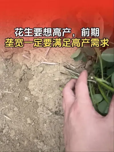 花生要想高产，前期垄面宽度一定要满足高产需求！#花生高产 #花生高产种植 #花生种植 #花生种植管理技术 #分享农业知识帮农民增产增收