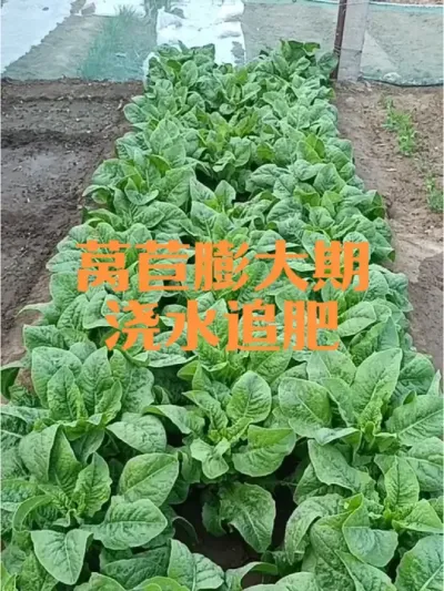 莴苣肉质茎膨大期如何浇水追肥#莴苣管理