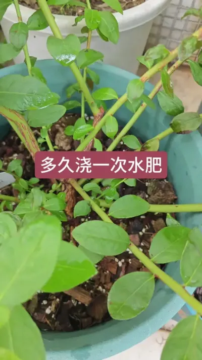 新手中蓝莓怎么养根，蓝莓的养护方法，蓝莓的种植过程#三农种植 #蓝莓种植 #蓝莓施肥 #盆栽蓝莓 #蓝莓苗