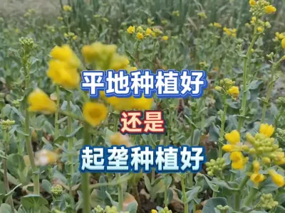 你喜欢平地种植还是喜欢起垄种植，两者相比真的悬殊很大 #一份耕耘一份收获 #种植小技巧 #三农 #新农人计划2025 #农村生活 