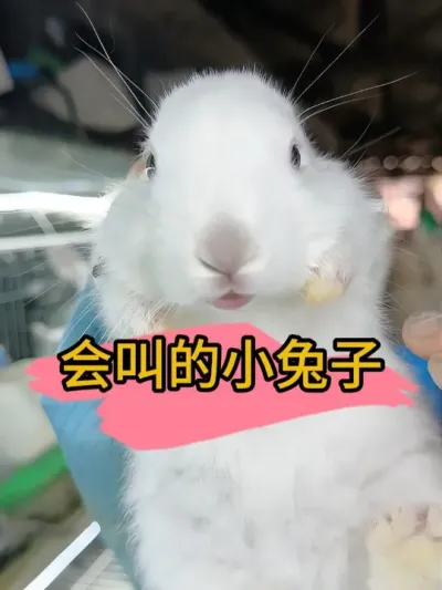 #肉兔养殖 #自繁自养 #养兔人 #兔子 #农村创业养殖