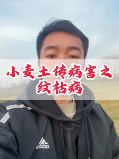 小麦苗黄苗弱，土传病害&mdash;&mdash;纹枯病#分享农业知识帮农民增产增收 #三农 #田间地头走一走 #老百姓关心的话题 #助力三农