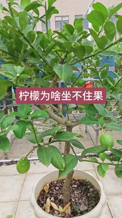 楼顶种柠檬，柠檬的养护过程，柠檬的种植方法#柠檬种植 #柠檬种植技术和管理 #种柠檬 #香水柠檬 #香水柠檬种植