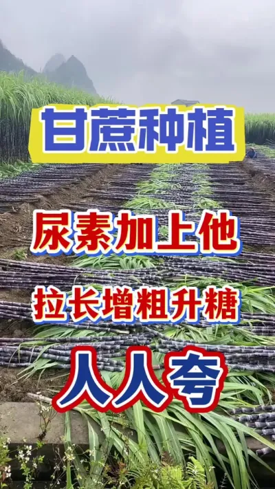 尿素加上他，甘蔗拉长增粗人人夸#甘蔗种植#甘蔗拔节#甘蔗拉长增粗