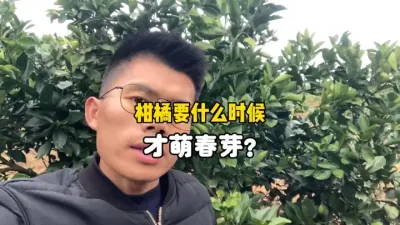 柑橘树要什么时候才能萌发春芽？ #柑橘种植 #三农 #农业种植 #果树管理 #春梢 