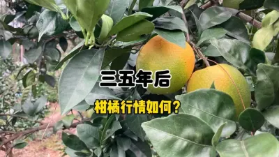 三五年后，你觉得柑橘的行情走势会如何？ #柑橘种植 #三农 #农业技术 #果树管理 #赣南脐橙 